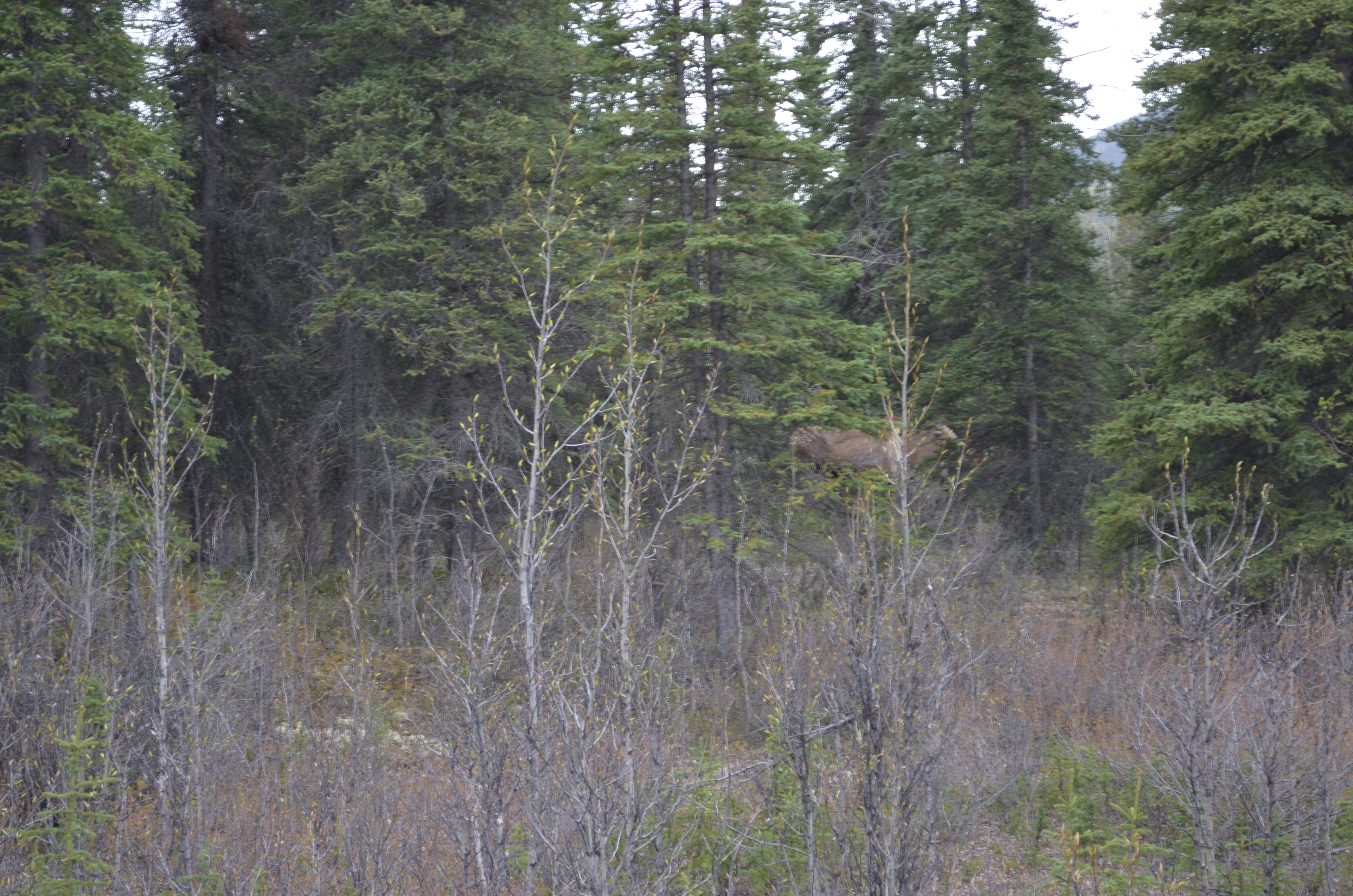 ./2017/08 - Alaska Cruise/03 - Denali/DSC_0129.JPG